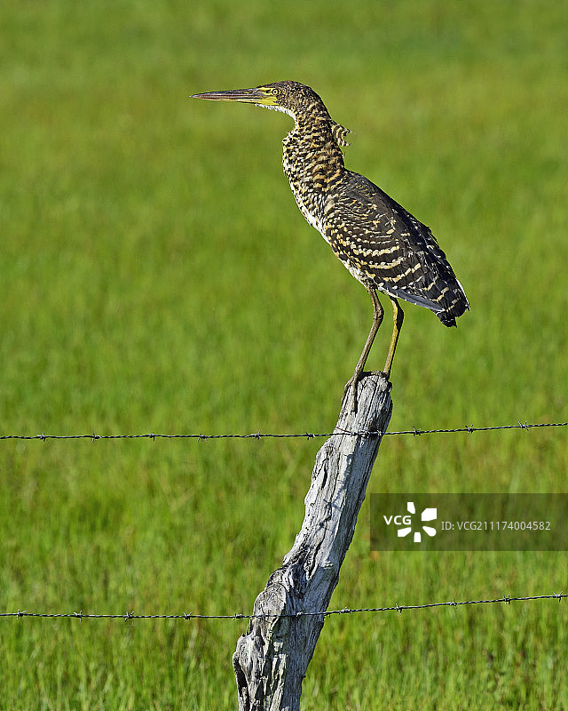 雪佛龙图片素材