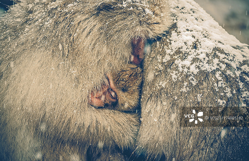 长野地狱谷的日本雪猴（复古风格）图片素材