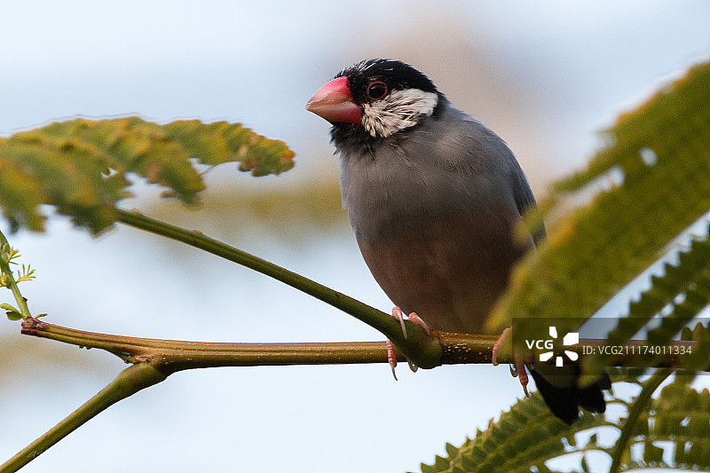 栖息在树枝上的爪哇麻雀图片素材
