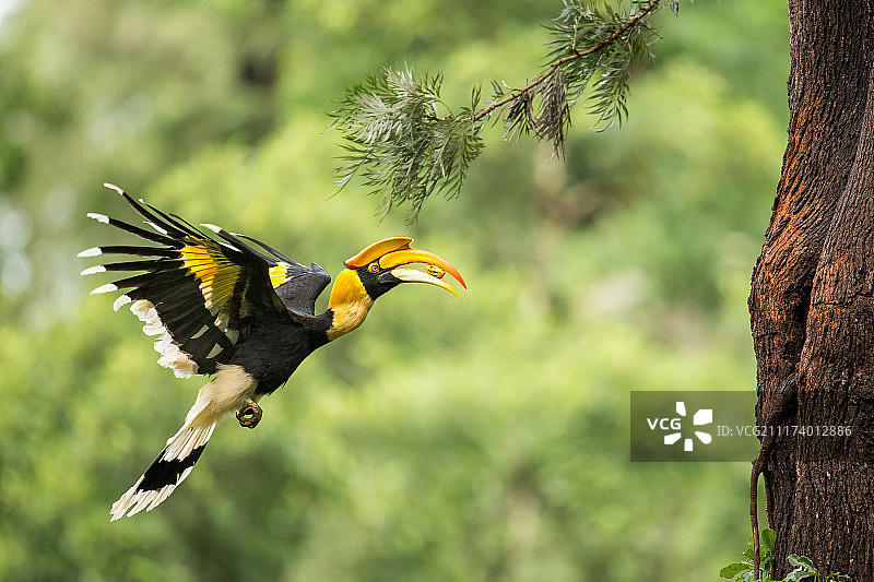 叼着食物的印度犀鸟图片素材