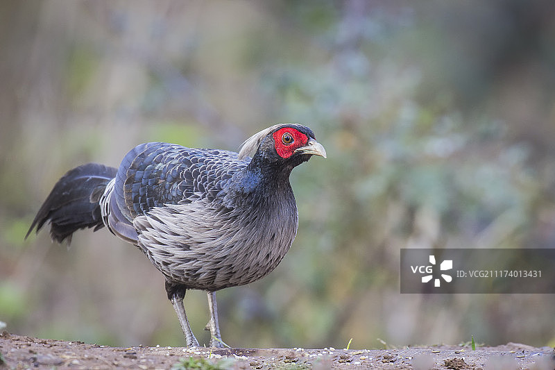 黑鹇特写图片素材