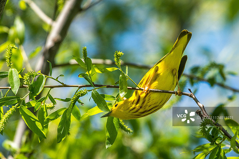 树上的黄鸟图片素材