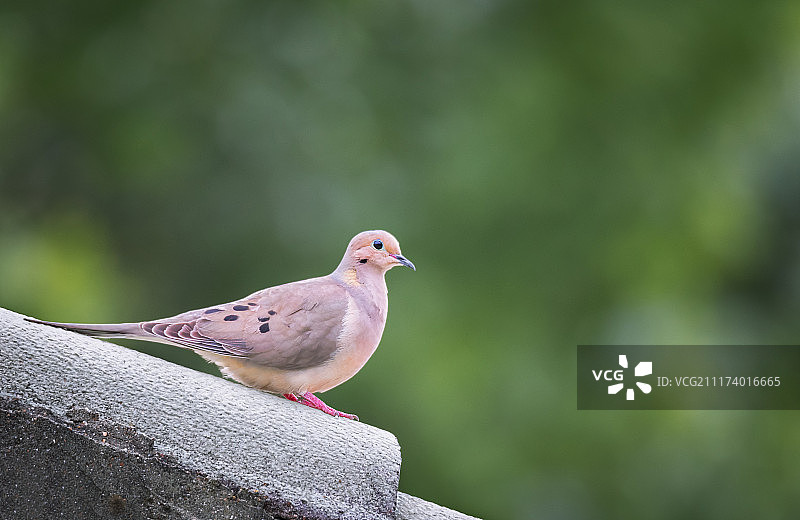 Mourning那里图片素材