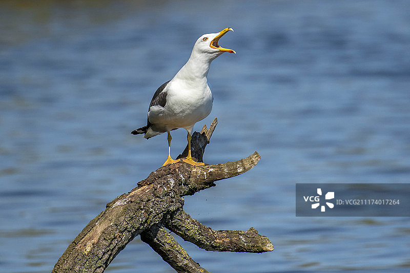 站在水面枯树上的海鸥特写图片素材