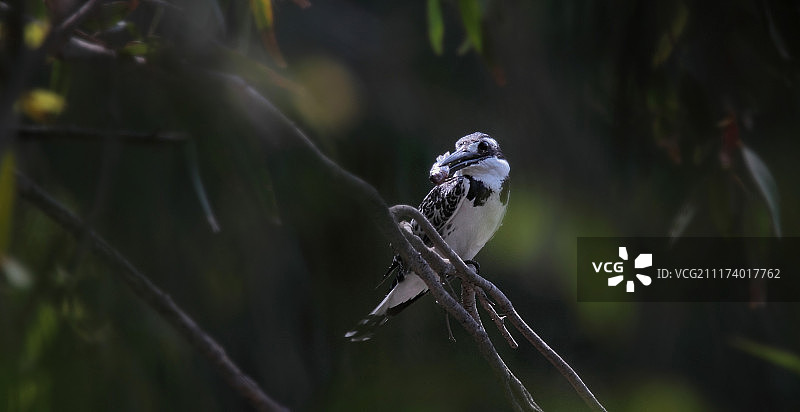 斑鱼狗图片素材