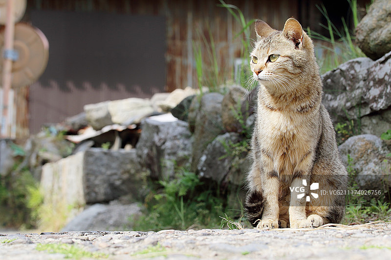 猫的肖像图片素材