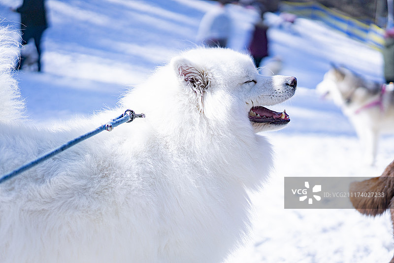 雪地里可爱的萨摩耶图片素材