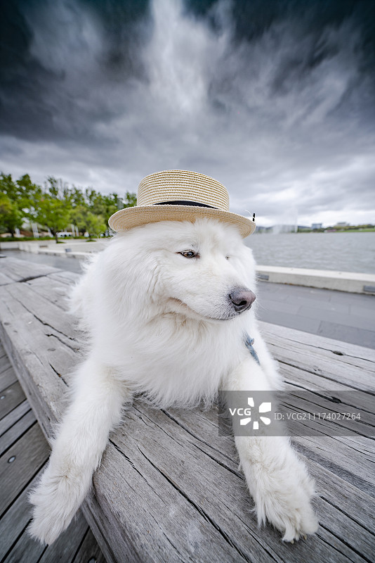 湖岸边戴礼帽的萨摩耶的可爱萌萌表情图片素材
