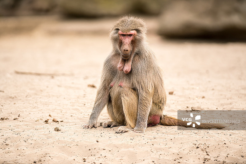 美丽的狒狒图片素材