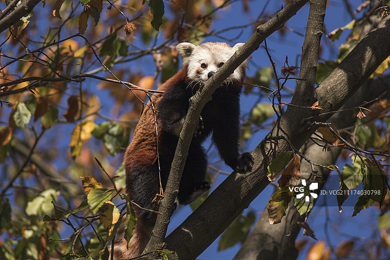 红熊猫图片素材