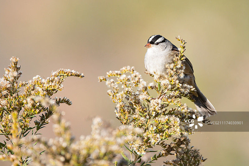 白头鹀图片素材