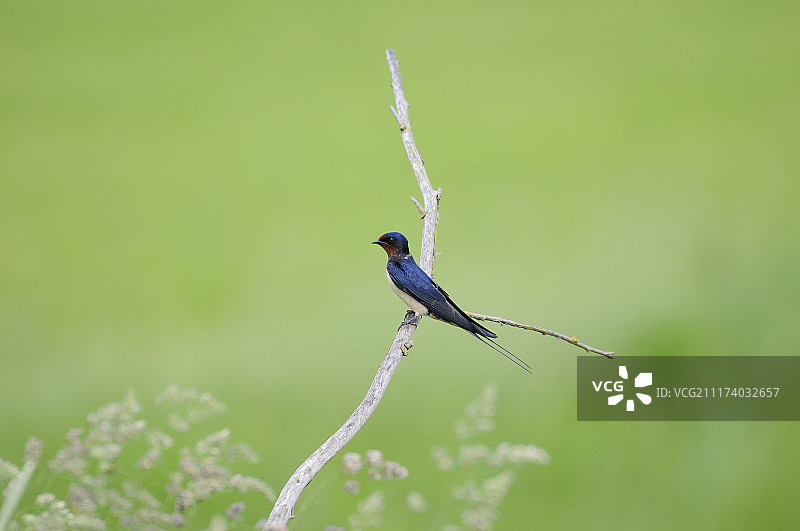 谷仓燕子图片素材