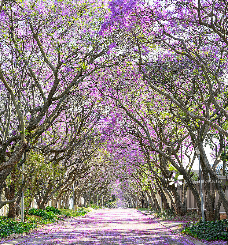 空旷道路两旁的蓝花楹树图片素材
