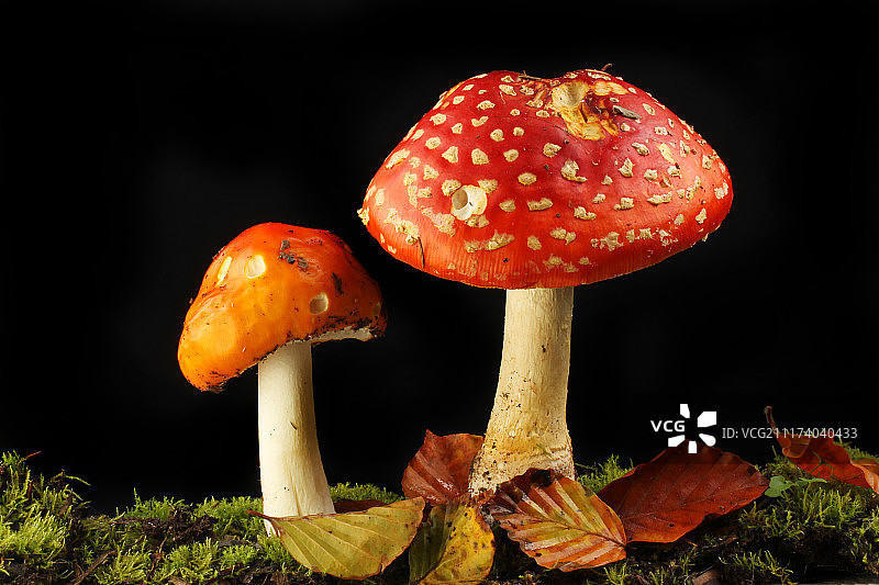 毒蝇伞蘑菇，黑色背景图片素材