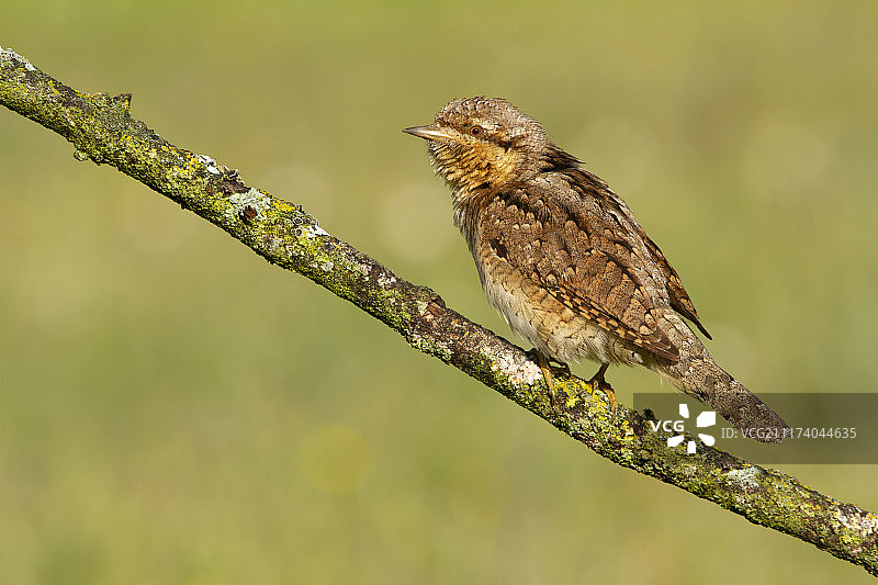 欧亚蚁鴷图片素材