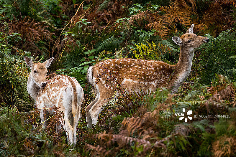 两只小鹿图片素材