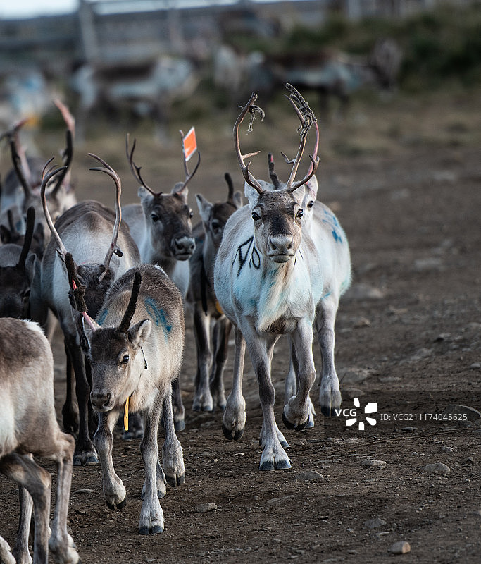 驯鹿群图片素材