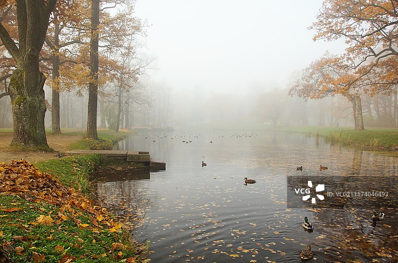 皇村亚历山大罗夫斯基公园十月雾蒙蒙的早晨图片素材