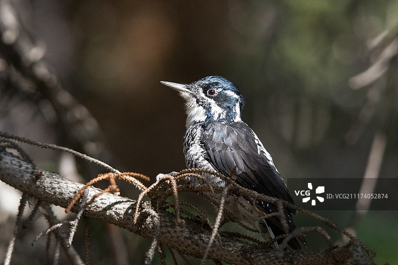 多毛的啄木鸟图片素材