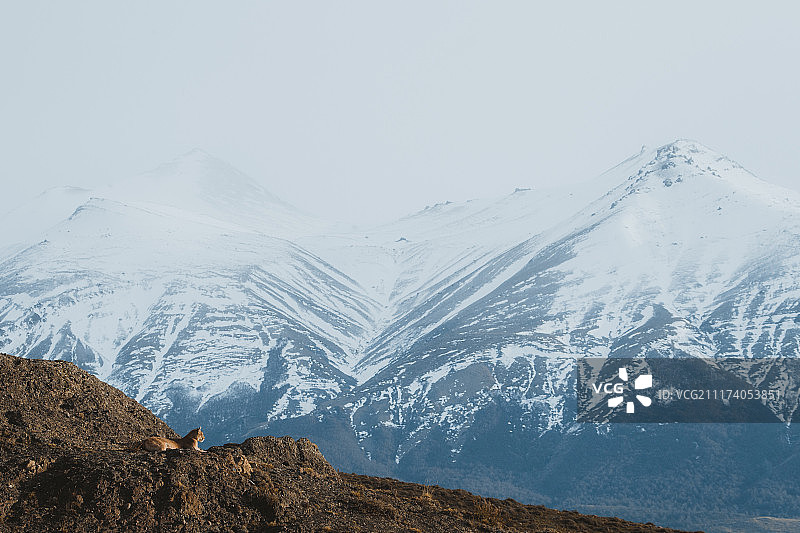 彪马之家图片素材