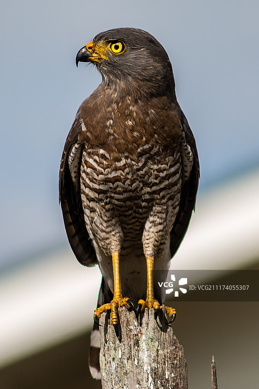 路边鹰图片素材