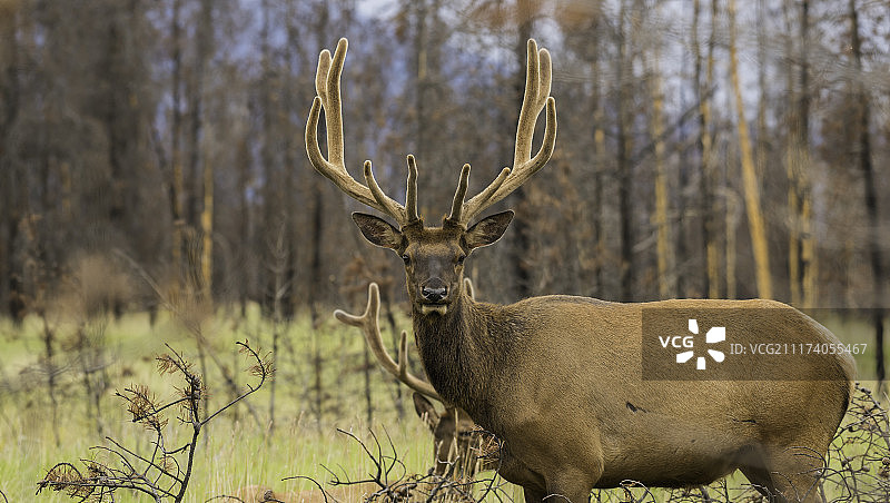 美丽的雄鹿-阿尔伯塔图片素材