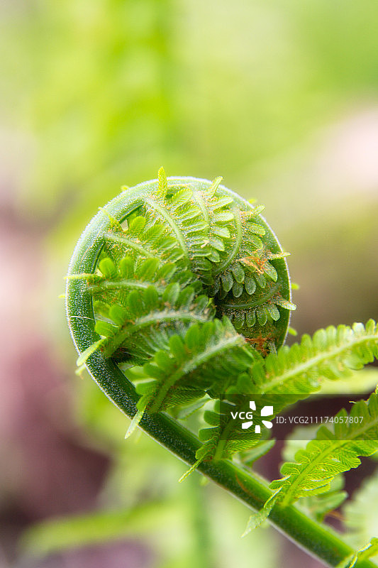 蕨类植物特写图片素材
