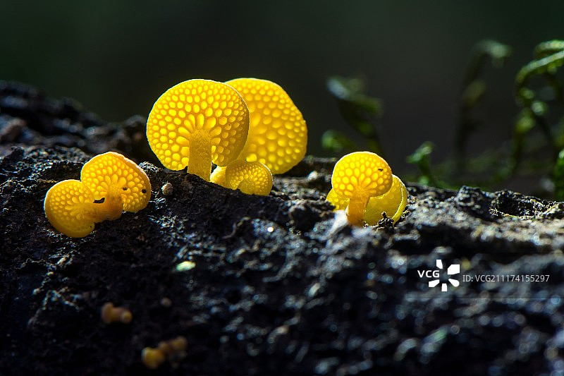 云南野生菌 孔菌图片素材