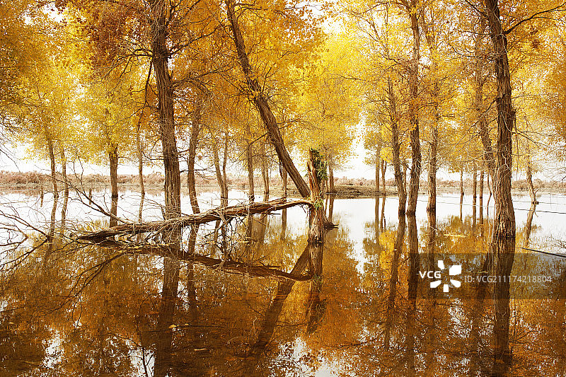巴音郭楞水中胡杨图片素材