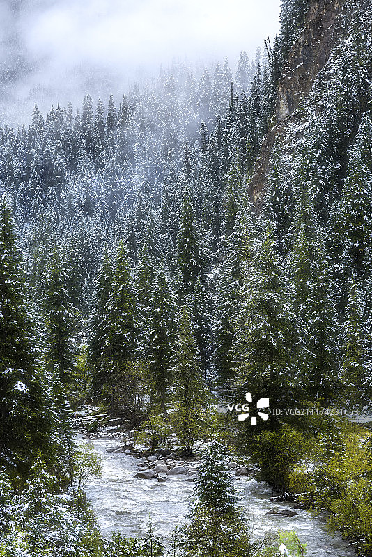 四川阿坝雪松树林图片素材