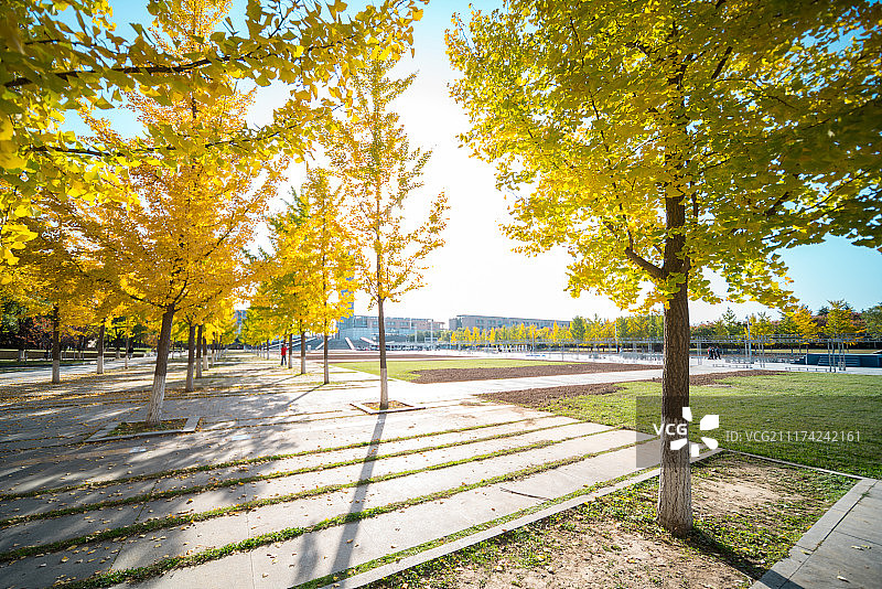 金秋校园银杏图片素材