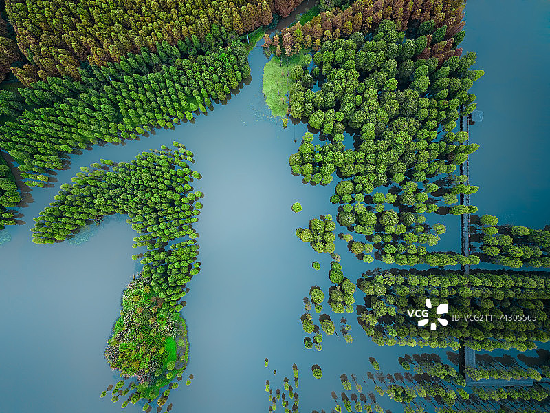 航拍上海青浦青西郊野公园秋季水上森林图片素材