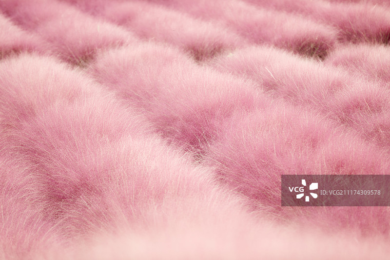 成片的粉黛乱子草图片素材