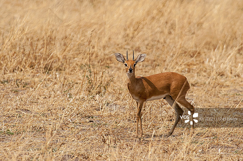 柯克从冈瓦来的男孩图片素材