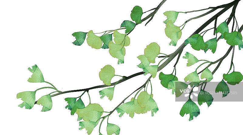 水彩风格植物花卉图片素材