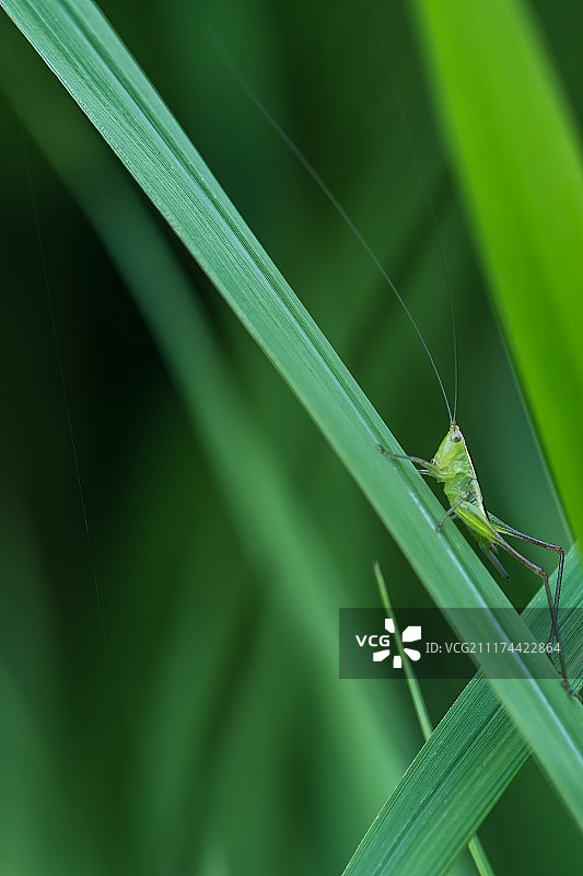 微距植物虫图片素材