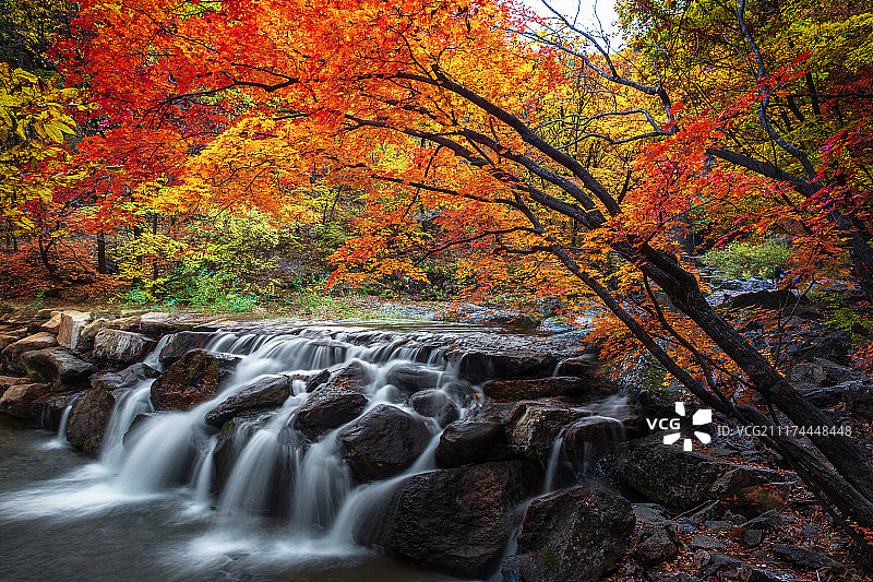 金秋似火图片素材