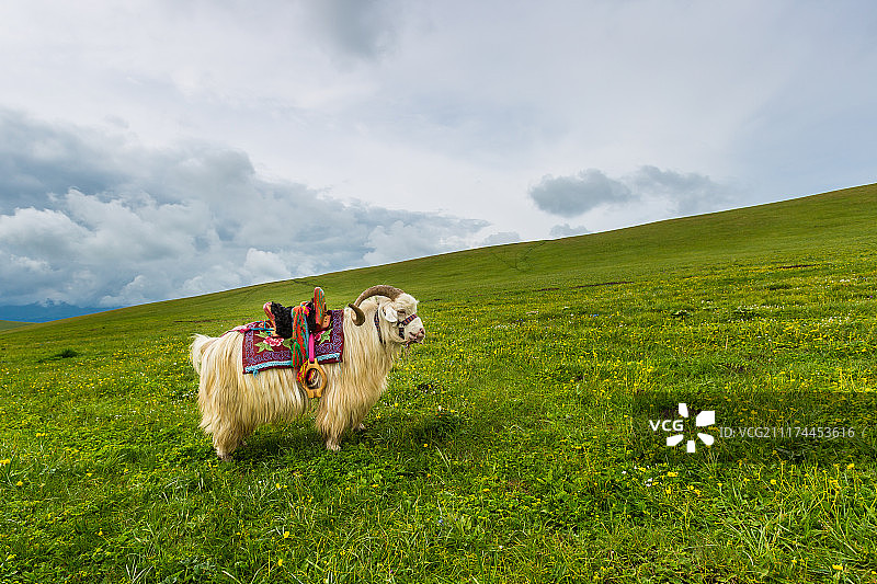 新疆草原风光图片素材