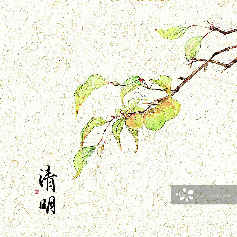 插画二十四节气果蔬系列之清明青梅图片素材