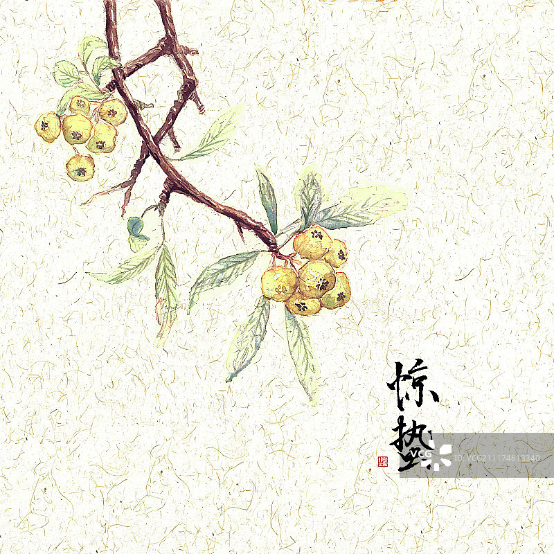 插画二十四节气果蔬系列之惊蛰枇杷图片素材