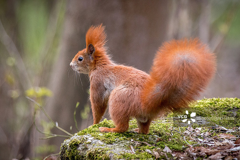 站立的狐松鼠（Sciurus niger）特写图片素材