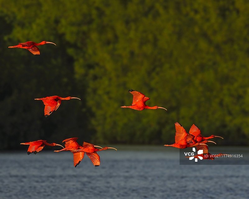 停止灯光图片素材