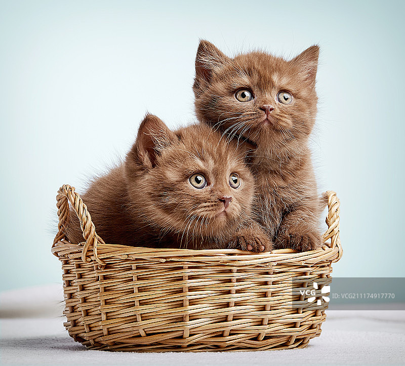 两只棕色英国短毛小猫图片素材