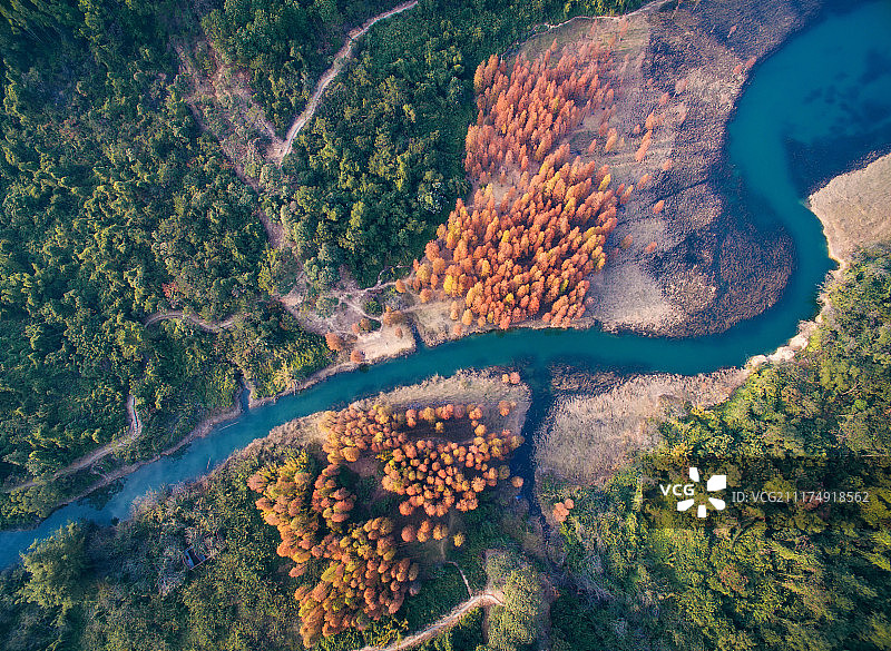 中山市长江水库水杉图片素材