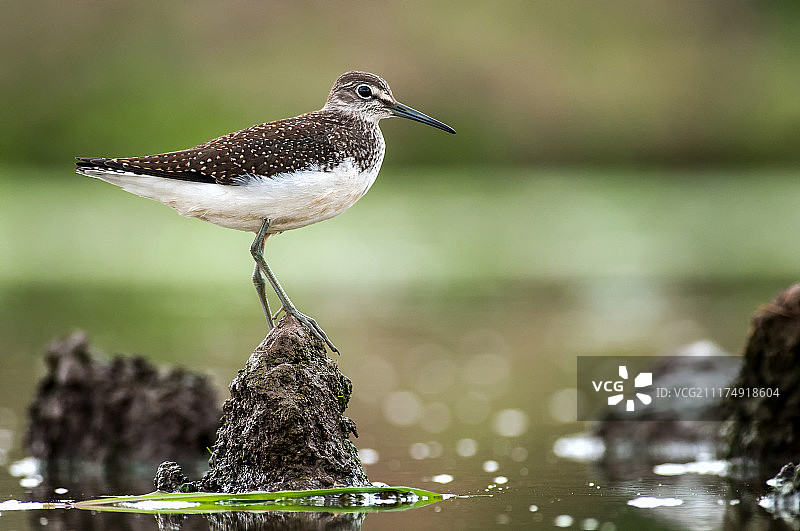 绿鹬特写图片素材
