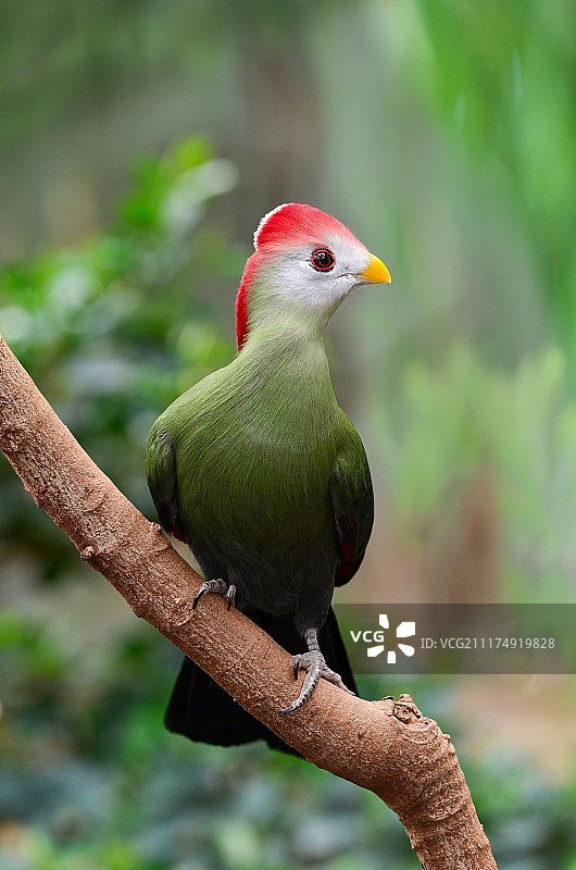 红冠蕉鹃图片素材