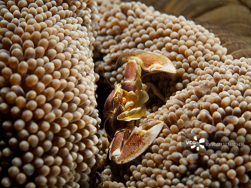 海葵上的瓷蟹图片素材