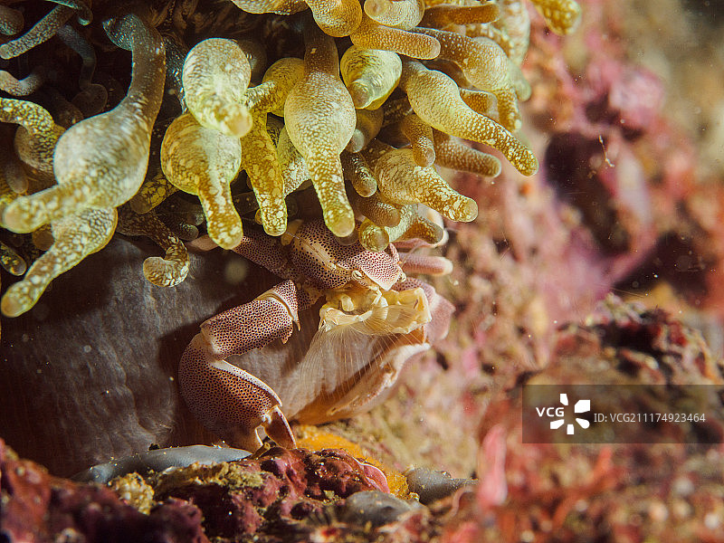 海洋生物水下照片图片素材