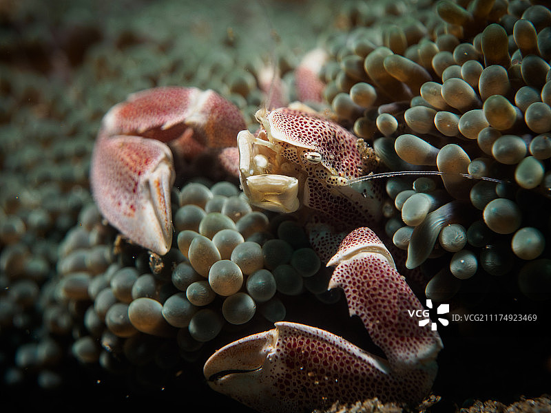 水下螃蟹照片图片素材