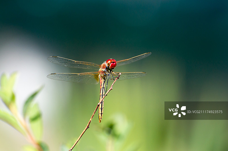 蜻蜓图片素材